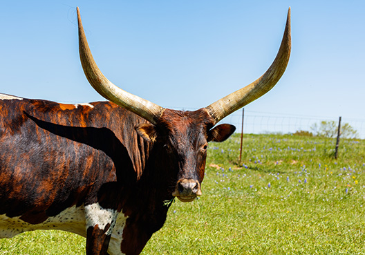 a bull